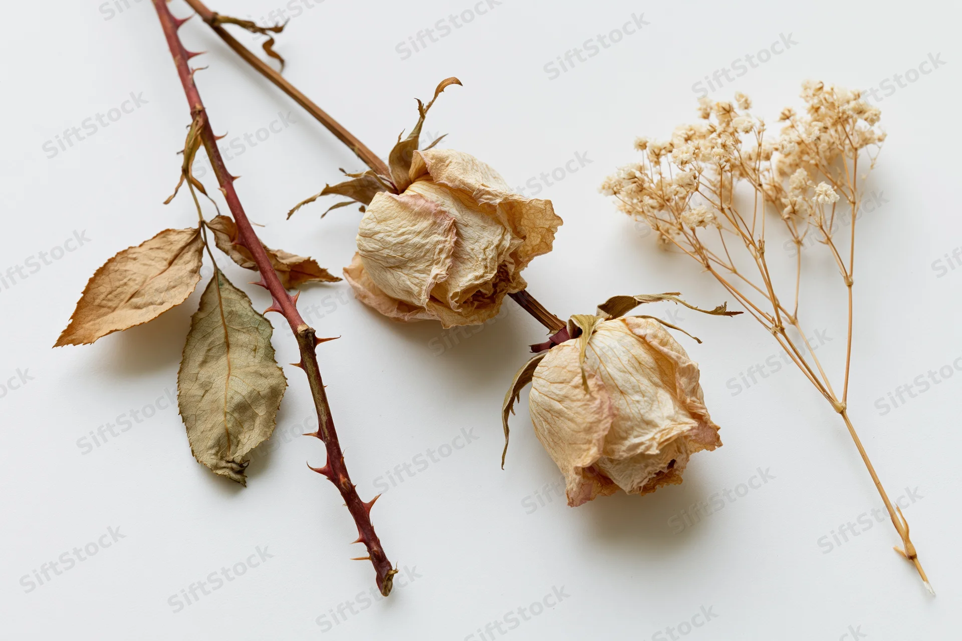 Two dried rose stems with curled papery petals and thorny stems arranged on a white background