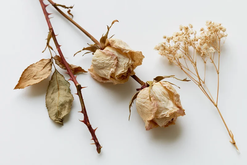 Two dried rose stems with curled papery petals and thorny stems arranged on a white background