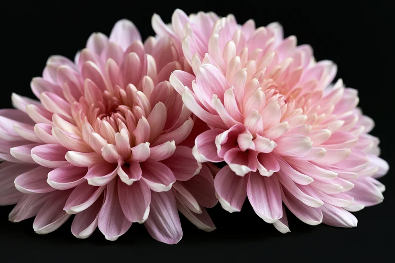 Two dusty pink chrysanthemum blooms with cream-tipped petals arranged closely on black background