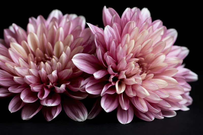 Two dusty pink chrysanthemum blooms with cream-tipped petals arranged side by side on a black background