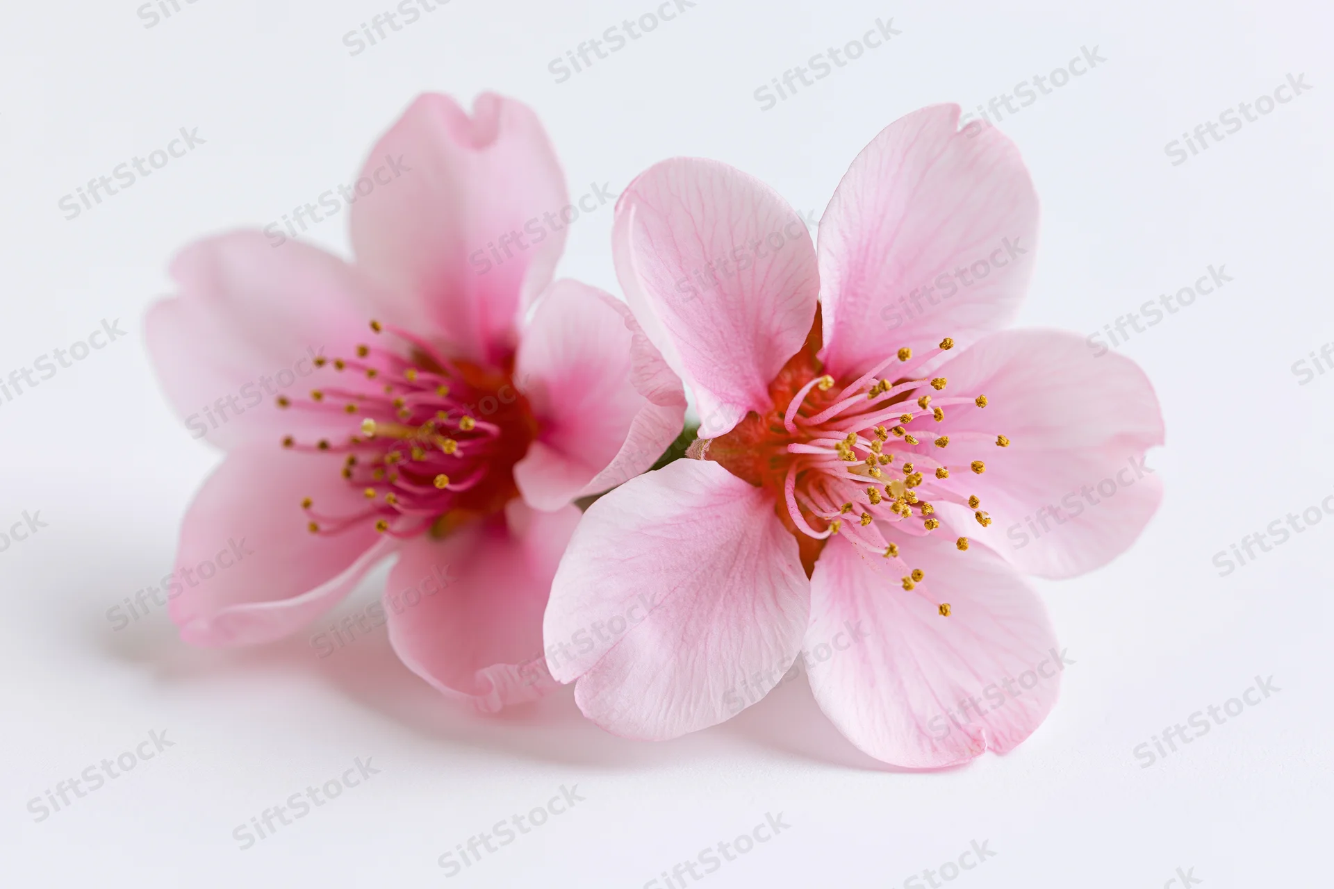 Two peach blossom flowers with delicate pink petals arranged on a white background