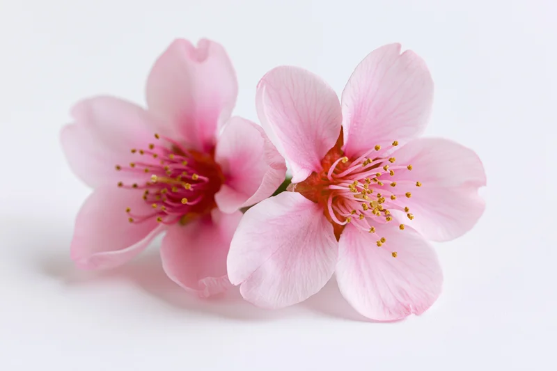 Two peach blossom flowers with delicate pink petals arranged on a white background