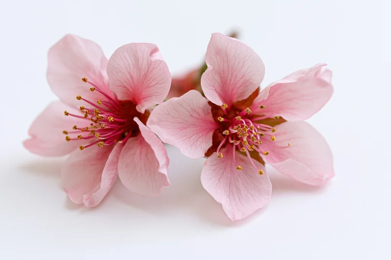 Two peach blossom flowers with delicate pink petals arranged side by side on a white surface