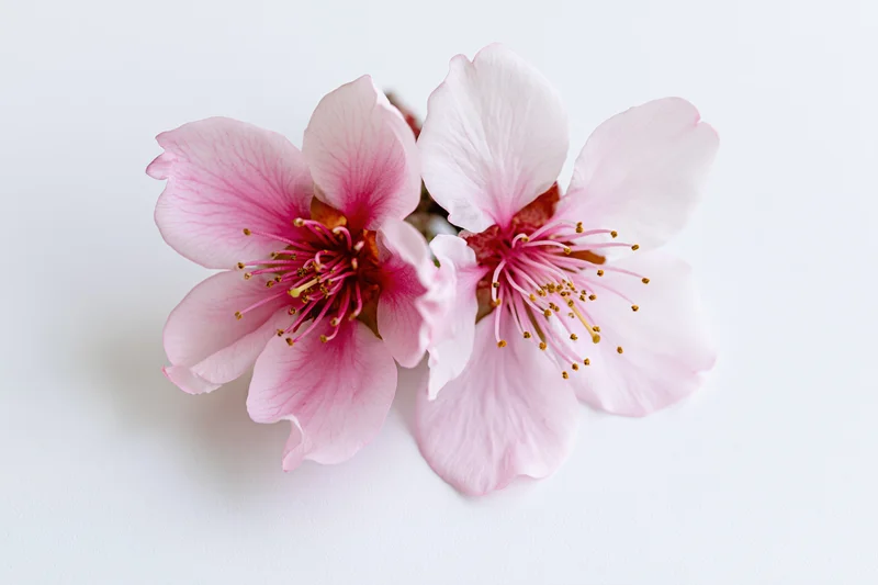 Two peach blossom flowers with pink petals and golden stamens arranged on a white background
