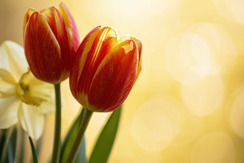 Two red-and-yellow tulips and a pale yellow daffodil in a spring floral arrangement with soft golden bokeh background