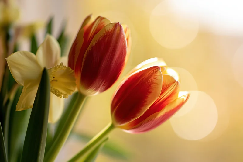 Two red-and-yellow tulips and a pale yellow daffodil in soft focus with warm bokeh background