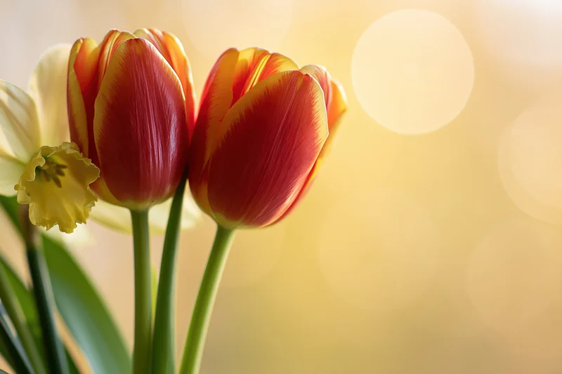 Red-and-yellow tulips and a pale yellow daffodil arranged in a bouquet with soft bokeh background