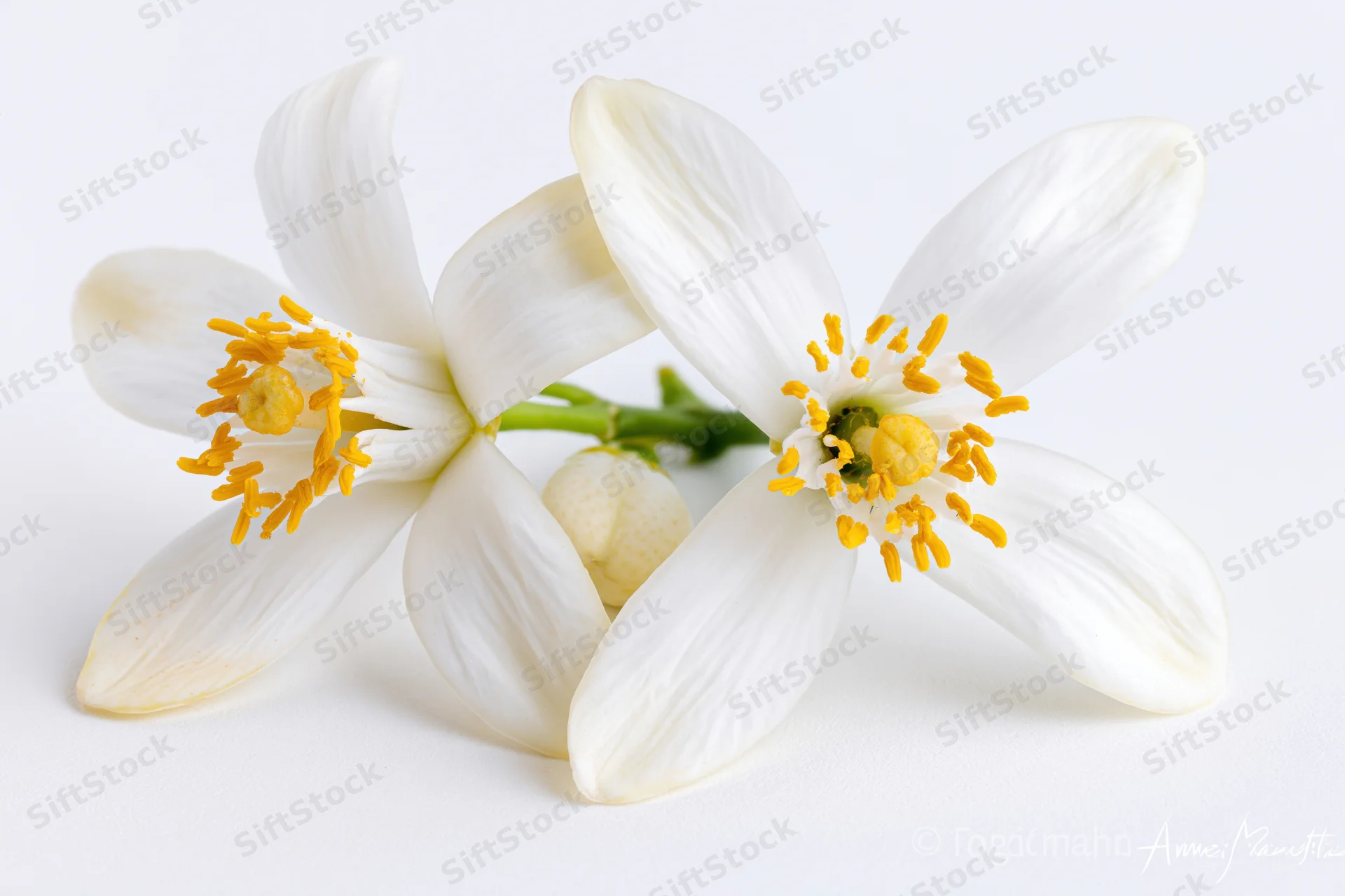 Two white orange blossom flowers with yellow stamens on a plain white surface