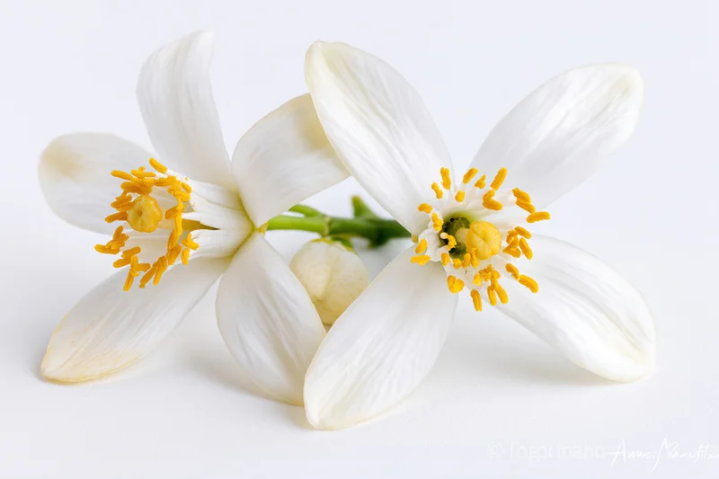 Two white orange blossom flowers with yellow stamens on a plain white surface