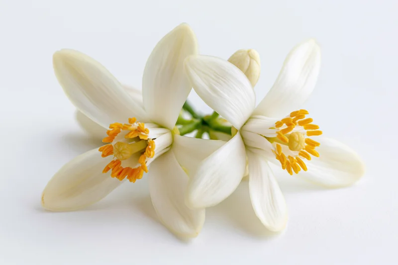 Two white orange blossom flowers with bright yellow stamens arranged on a plain white surface
