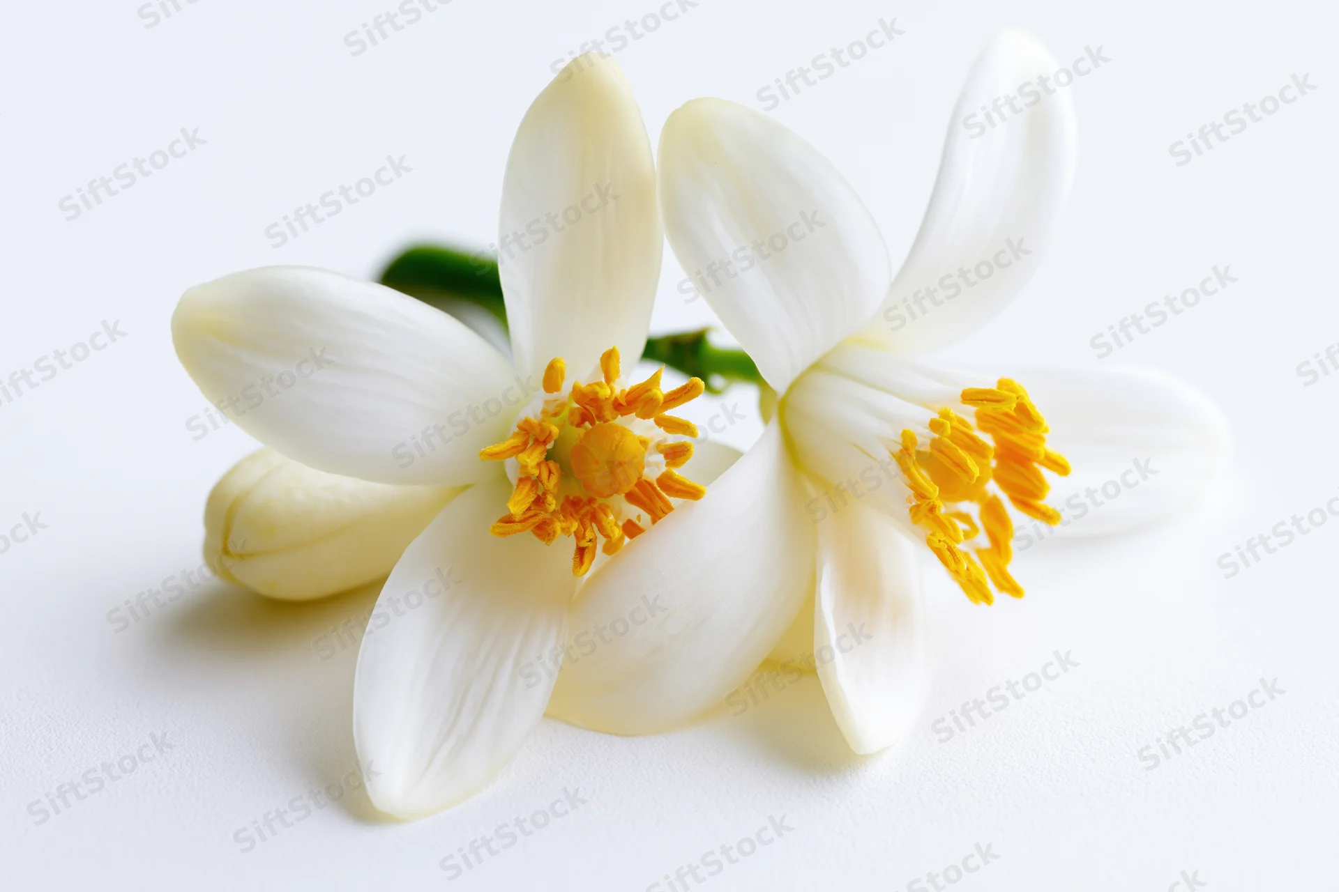 Two white orange blossom flowers with bright yellow stamens arranged on a plain white surface