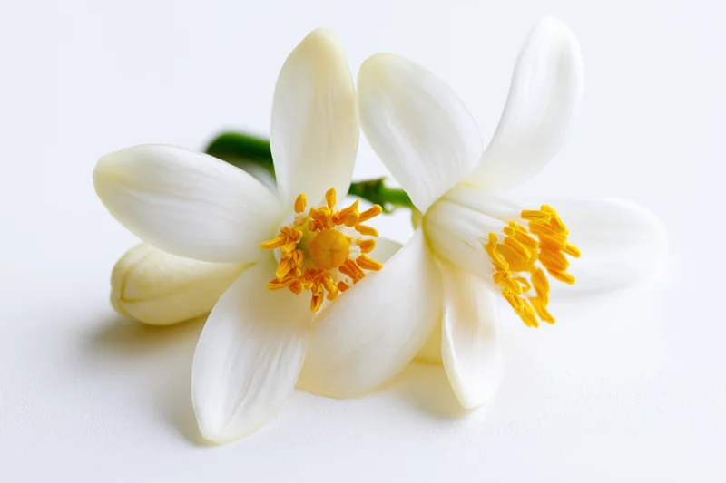 Two white orange blossom flowers with bright yellow stamens arranged on a plain white surface