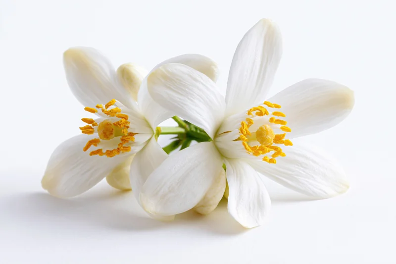 Two white orange blossom flowers with yellow stamens