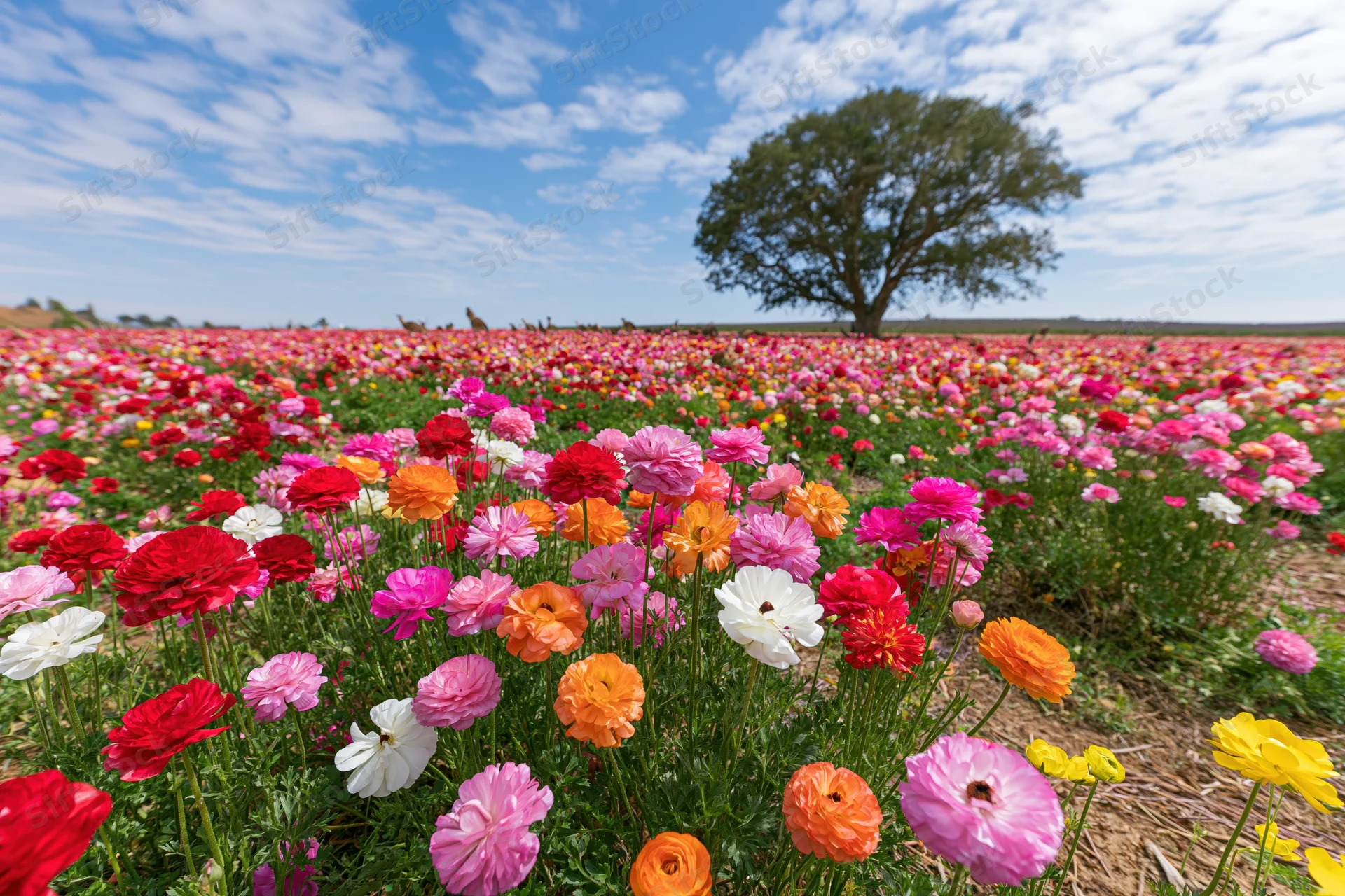 Vast field of ranunculus flowers in full bloom under a blue sky with scattered clouds