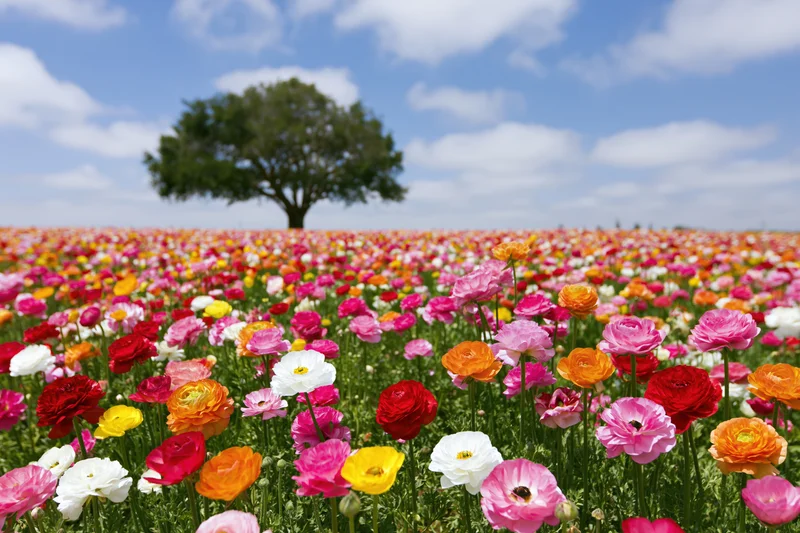 Vast field of blooming ranunculus flowers under a blue sky with scattered clouds and a lone tree in the distance
