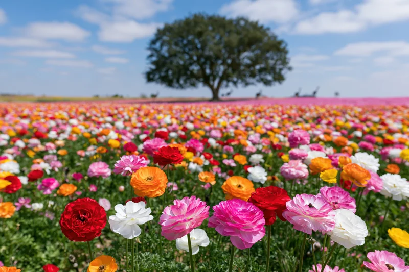 Vast field of ranunculus flowers in full bloom under a blue sky with scattered clouds and a solitary tree in the distance