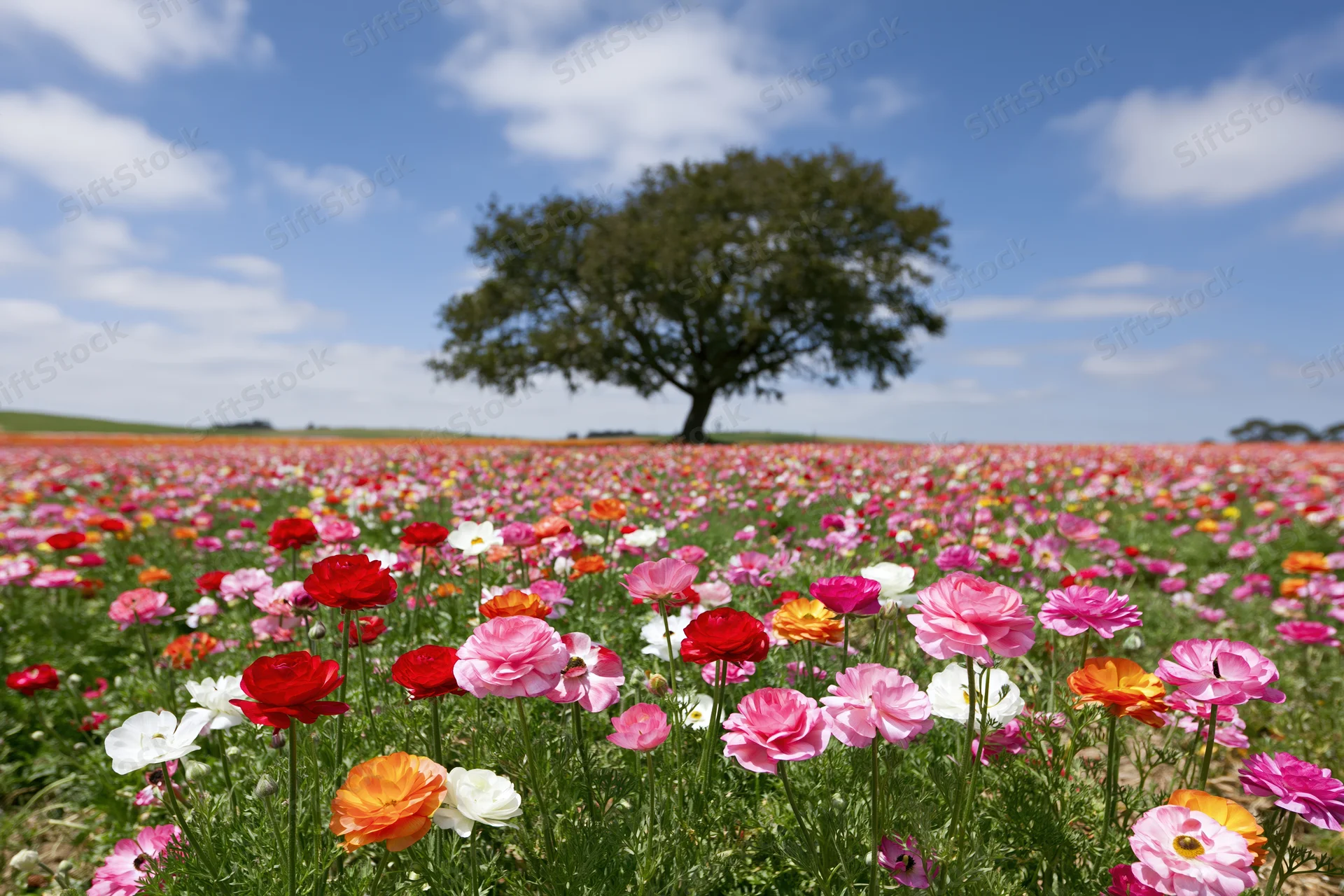 Vast field of blooming ranunculus flowers under a blue sky with scattered clouds and a solitary tree in the distance