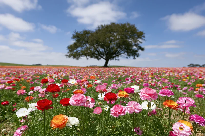 Vast field of blooming ranunculus flowers under a blue sky with scattered clouds and a solitary tree in the distance