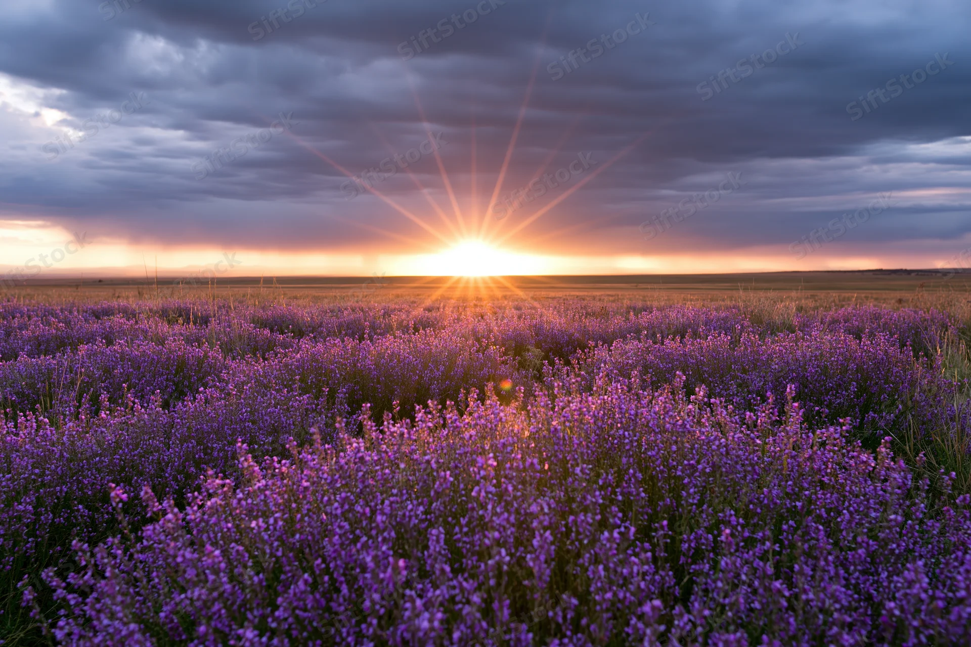 Lavender field stretching to flat horizon under sunset sky