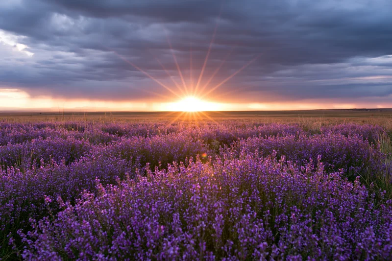 Lavender field stretching to flat horizon under sunset sky