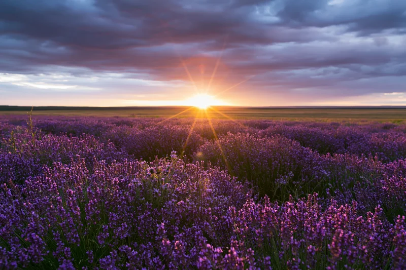 Lavender field stretching to flat horizon at sunset