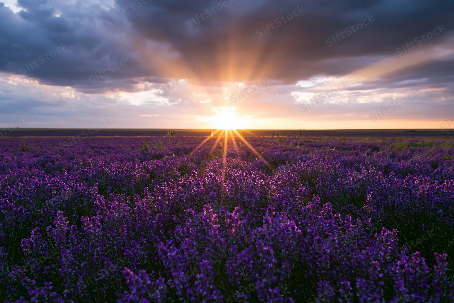 Lavender field stretching to flat horizon under sunset sky