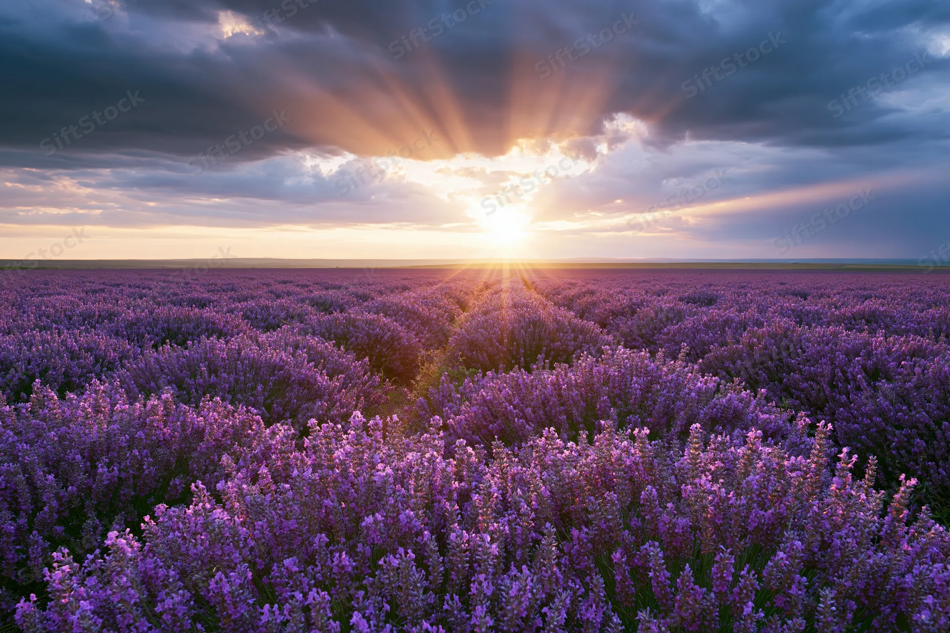 Lavender field stretching to flat horizon under sunset sky with sun rays through clouds