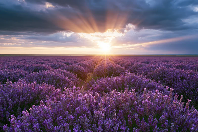 Lavender field stretching to flat horizon under sunset sky with sun rays through clouds