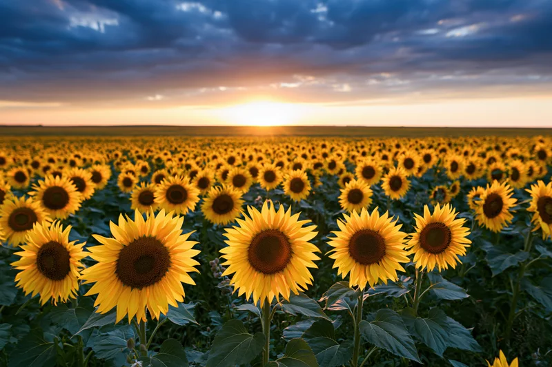 Sunflower field stretching to the horizon at sunset