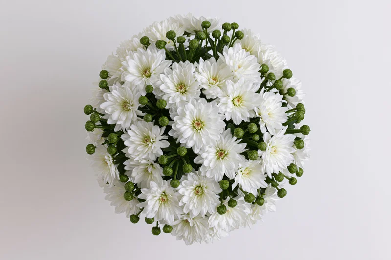 White chrysanthemum flowers arranged in dense circular bouquet viewed from directly overhead on plain background