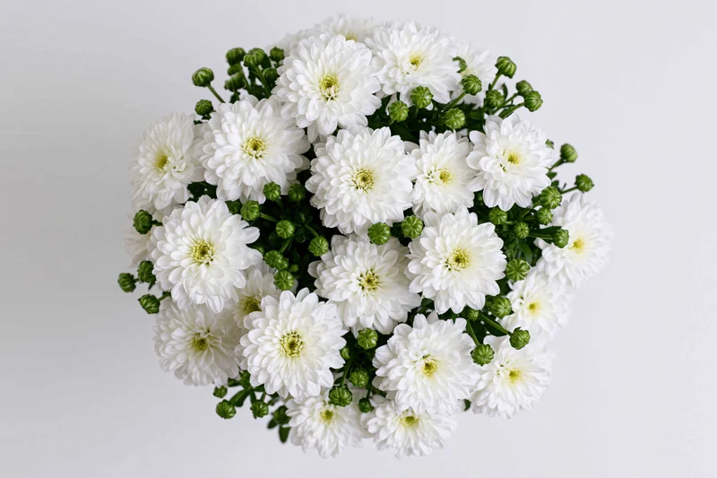 White chrysanthemum flowers densely arranged in a circular bouquet viewed from directly overhead against a plain white background
