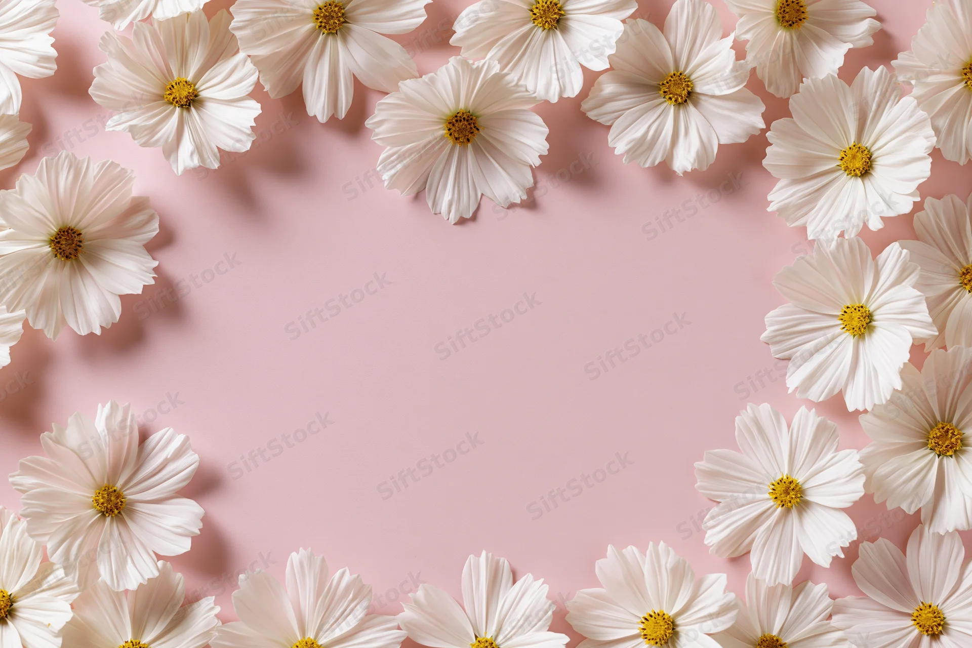 White cosmos flowers with yellow centers arranged in a loose frame on pink background with copyspace