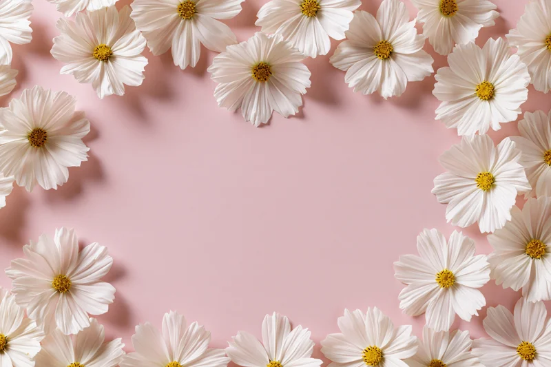 White cosmos flowers with yellow centers arranged in a loose frame on pink background with copyspace