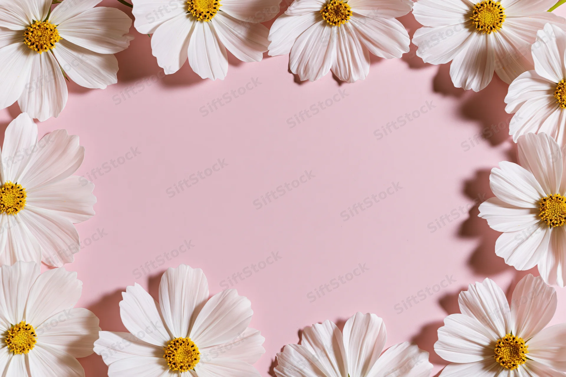 White cosmos flowers with yellow centers arranged in a loose frame on pink background with copyspace