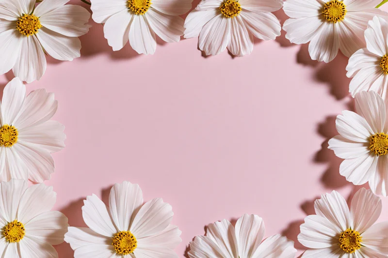 White cosmos flowers with yellow centers arranged in a loose frame on pink background with copyspace
