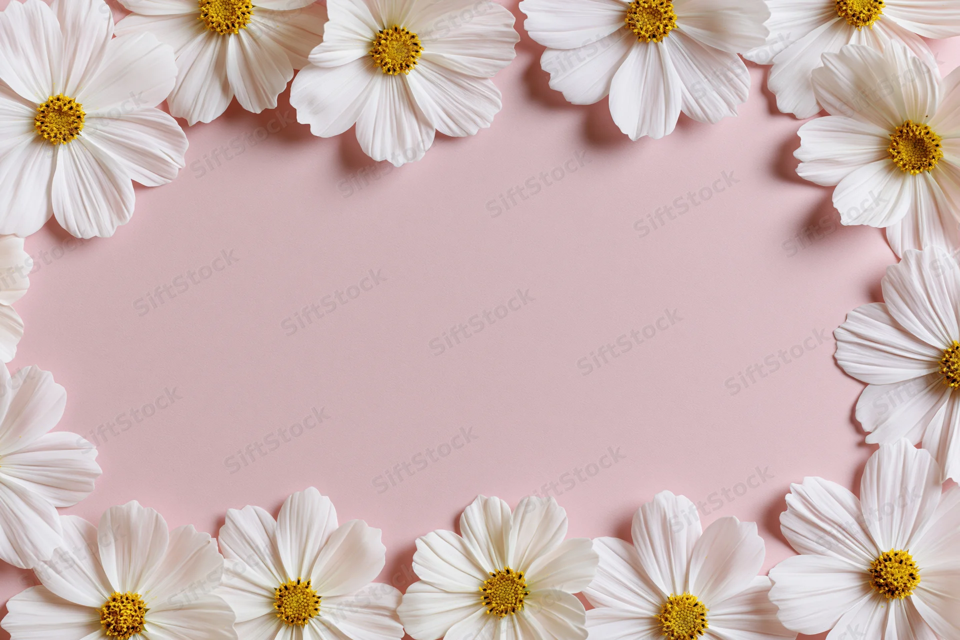 White cosmos flowers arranged in a loose frame on a pink background with central copyspace