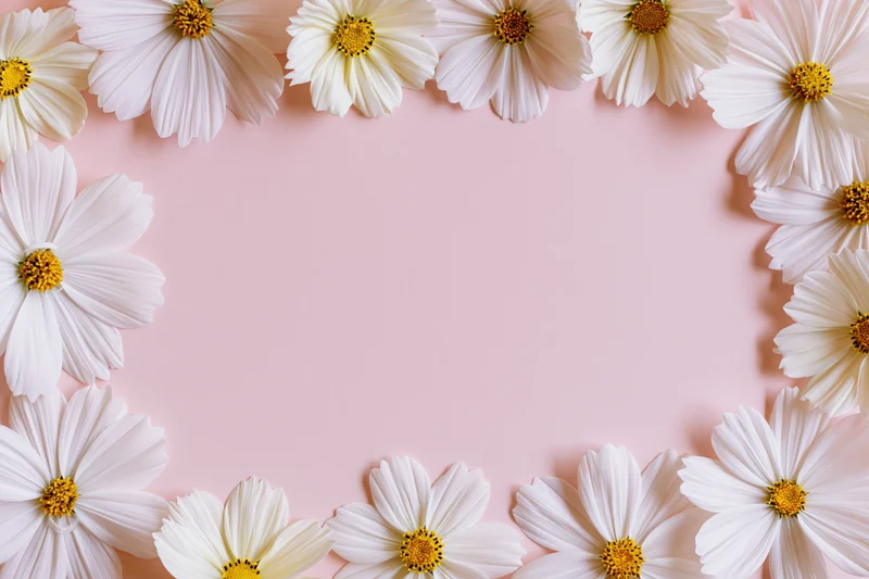White cosmos flowers arranged in a loose frame on a pink background