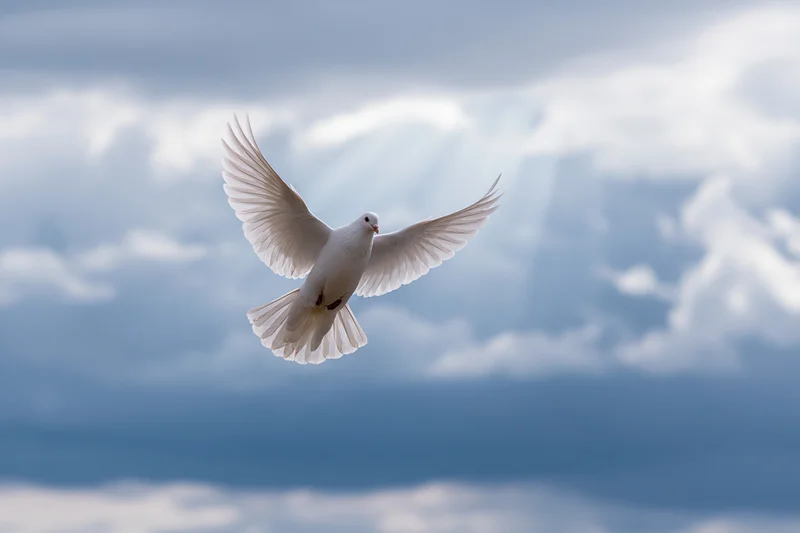 White dove in mid-flight with wings fully spread against cloudy sky