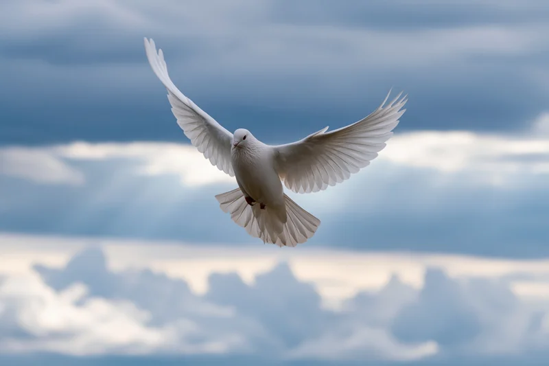 White dove in mid-flight with wings fully spread against cloudy sky