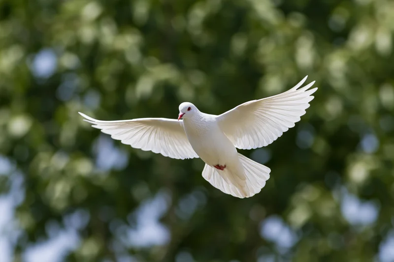 White dove in mid-flight with wings fully spread against green foliage background