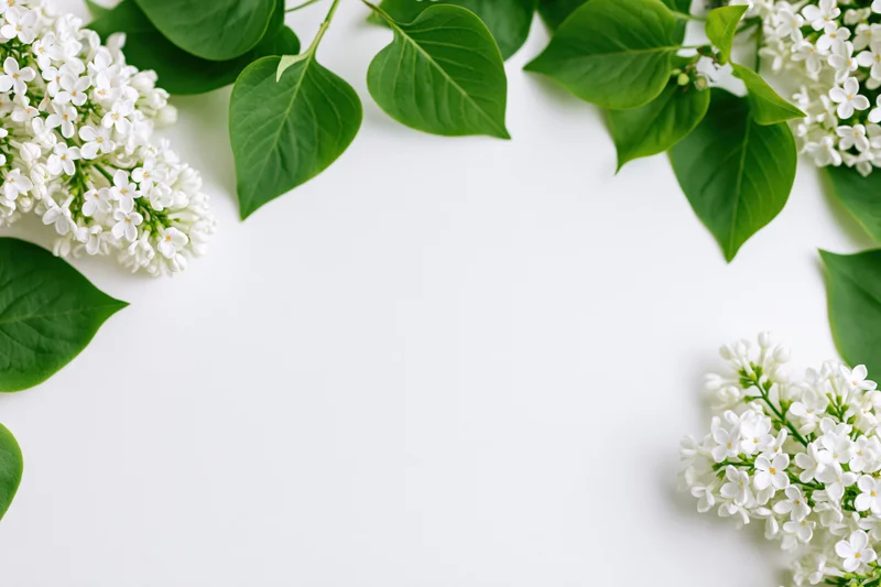 White lilac flower clusters and green leaves arranged in a frame on a white background with copyspace