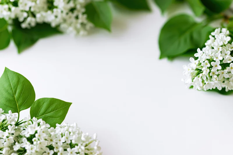 White lilac flower clusters and green leaves arranged in a frame on a white background with copyspace