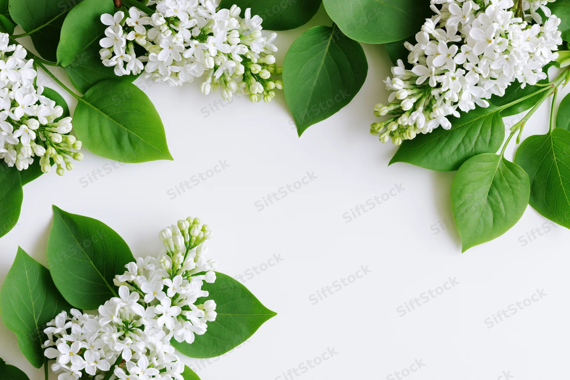 White lilac flower clusters and green leaves arranged in a frame on a white background with copyspace