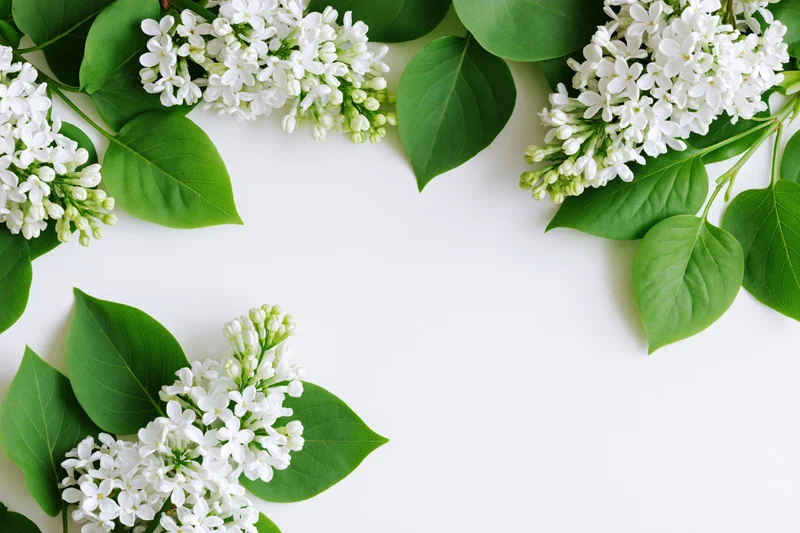 White lilac flower clusters and green leaves arranged in a frame on a white background with copyspace