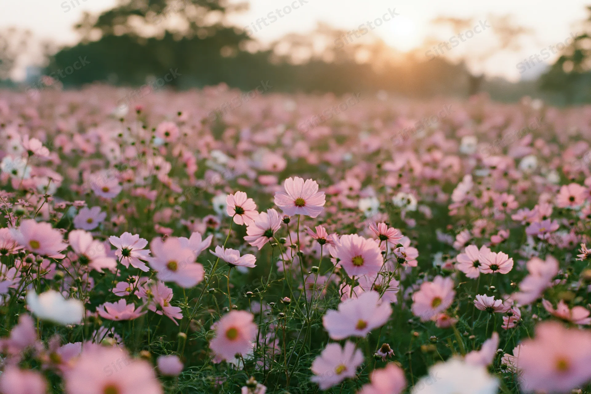 Dense field of pink and white cosmos flowers in full bloom at sunset