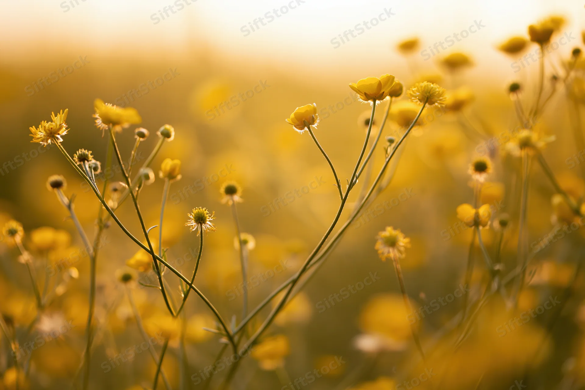 Wild buttercup flowers blooming in a sunlit meadow with soft focus background