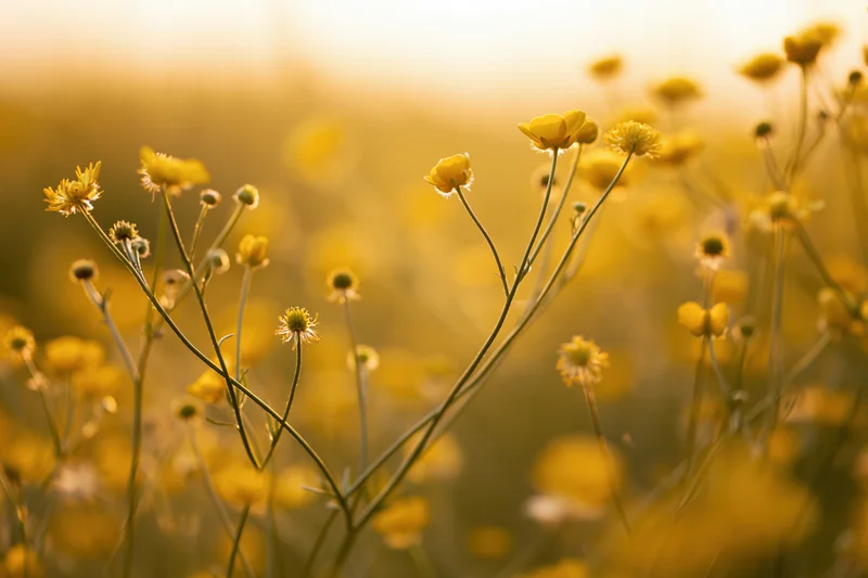 Wild buttercup flowers blooming in a sunlit meadow with soft focus background