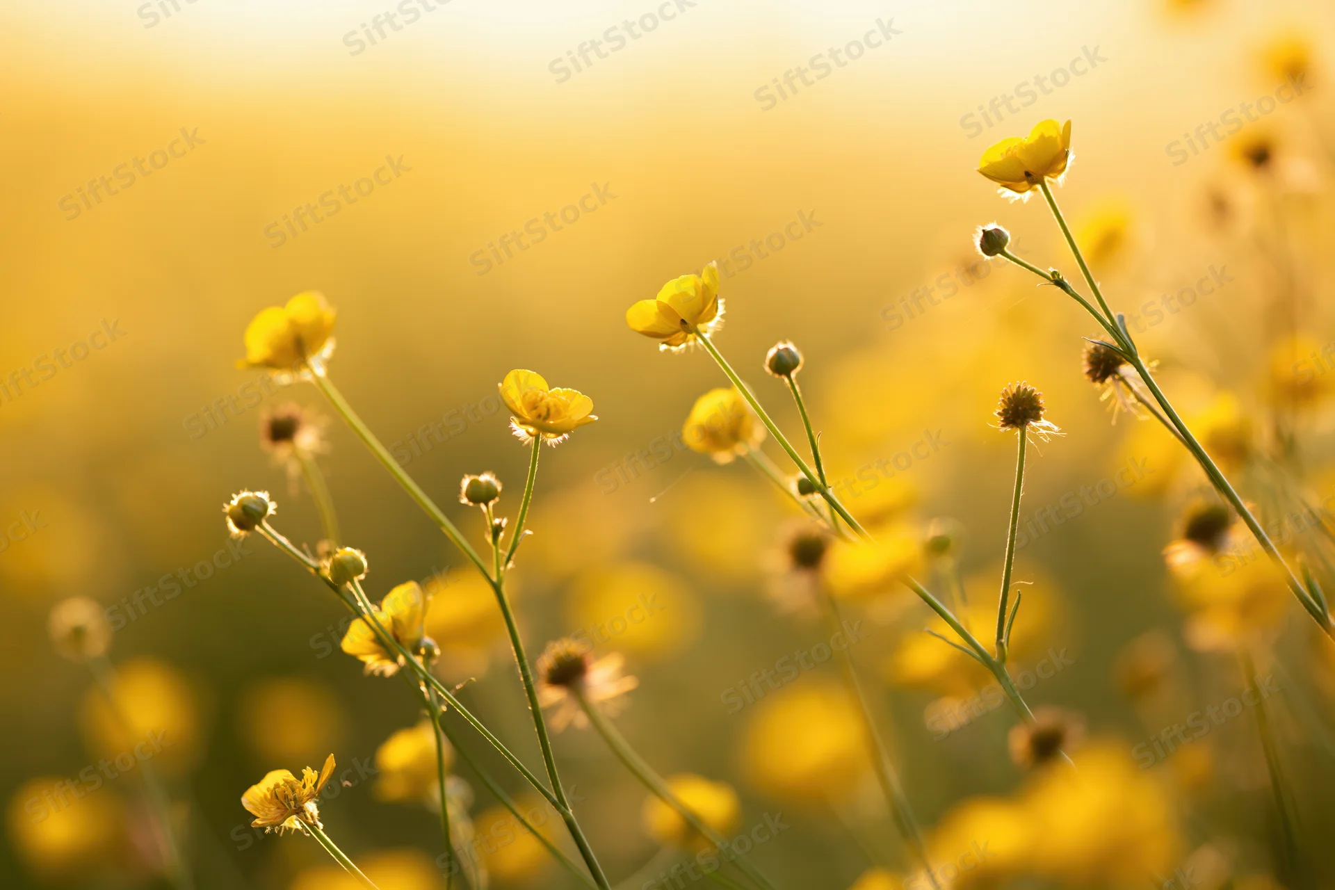 Wild buttercup flowers blooming in a sunlit meadow with soft focus background
