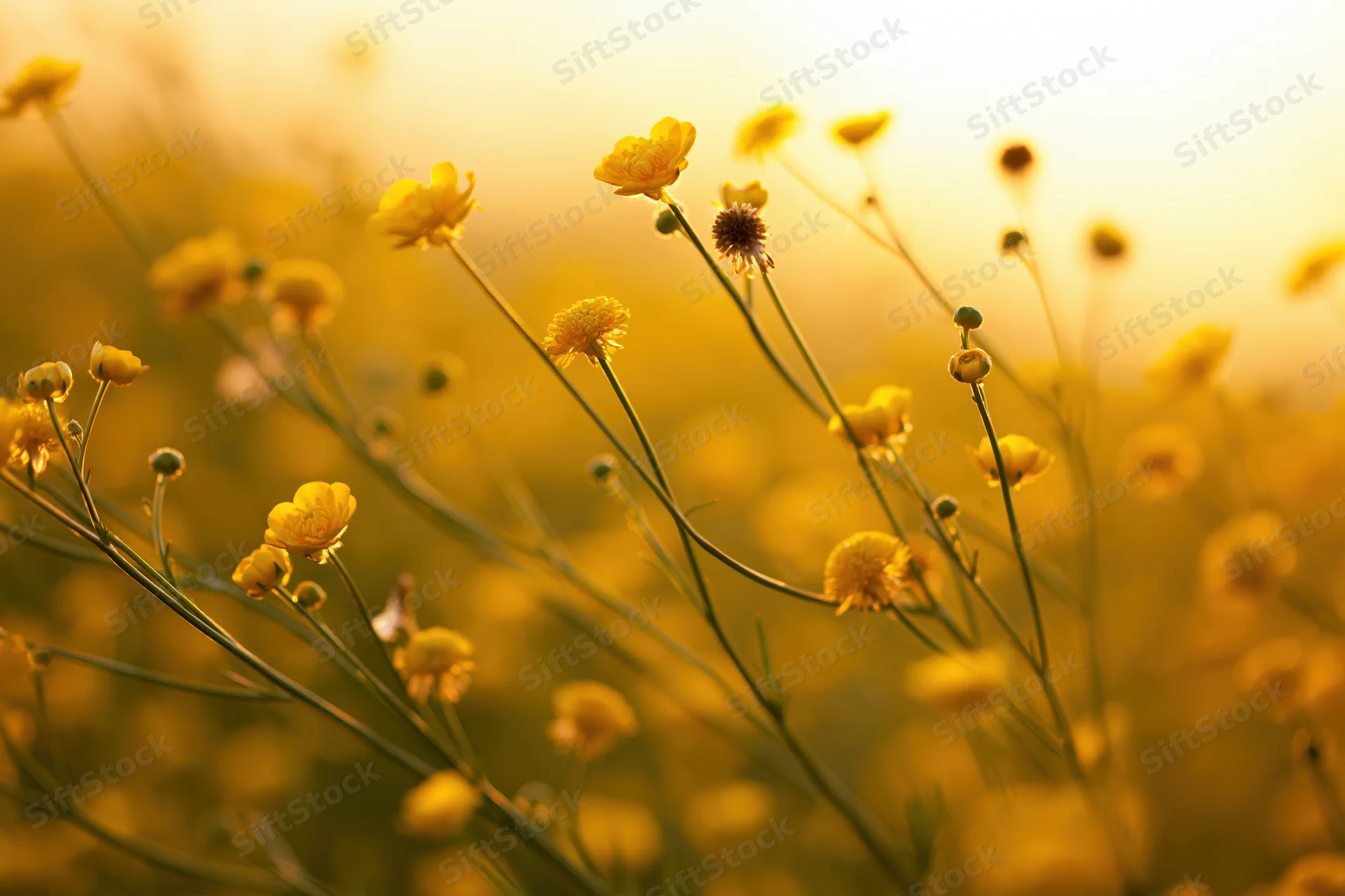 Wild buttercup flowers blooming in a sunlit meadow with soft focus background
