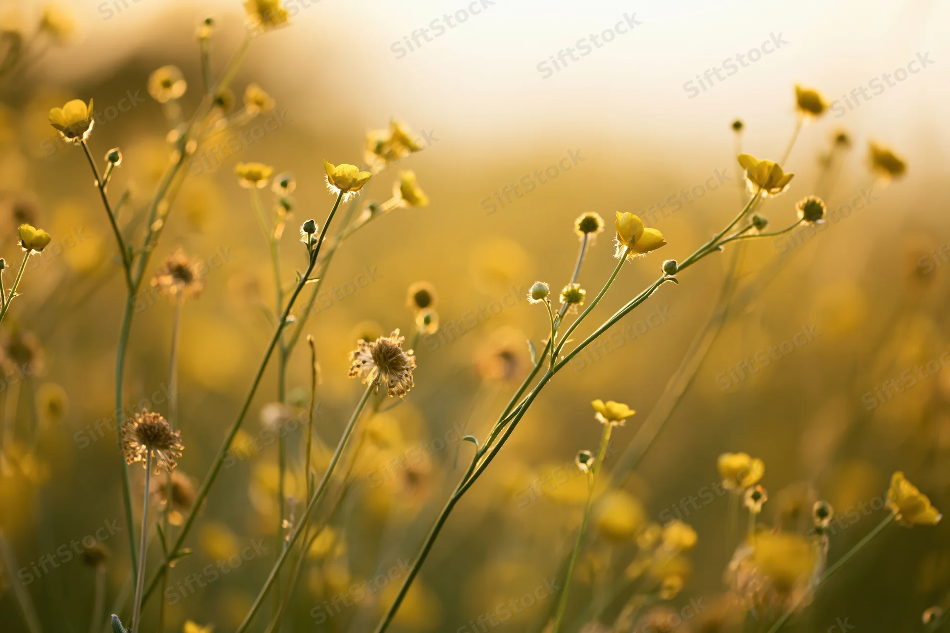Wild buttercup flowers blooming in a sunlit meadow with soft focus background